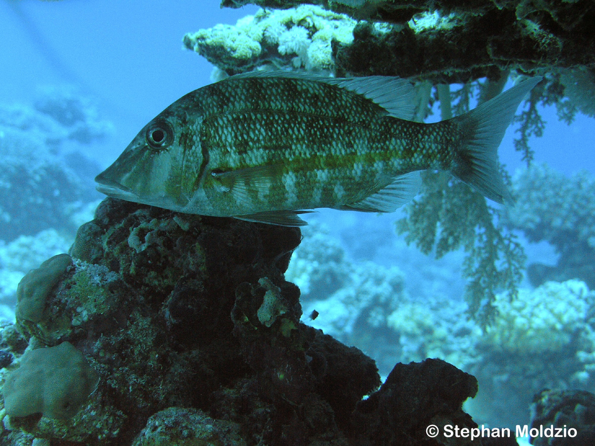 PER9 Lethrinus obsoletus PA032507.jpg